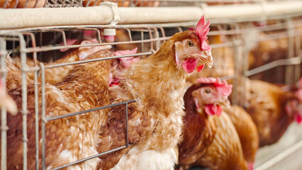 chicken farm