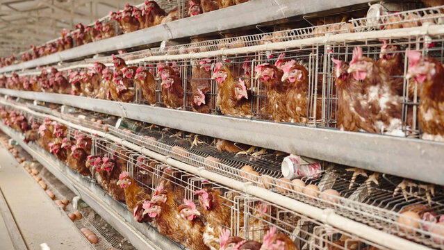 chicken farm