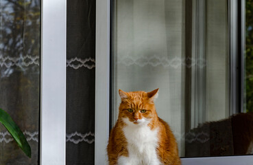 the cat in the window looks attentively at the street, red with a white chest