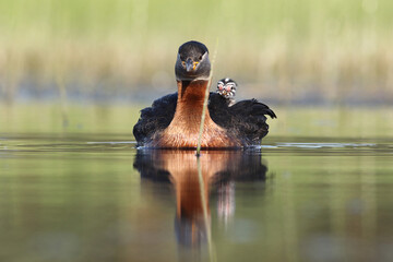 Perkoz rdzawoszyi (Podiceps grisegena), red-necked grebe  © Bartosz Rakoczy