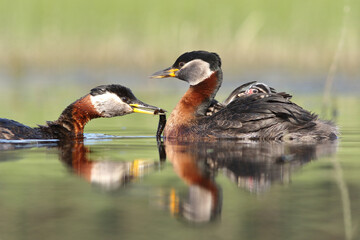 Perkoz rdzawoszyi (Podiceps grisegena), red-necked grebe  © Bartosz Rakoczy