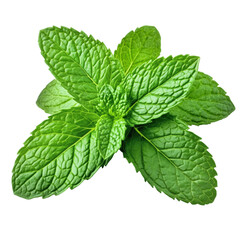Fresh Peppermint Leaves Isolated isolated on white or transparent background, png clipart, design element