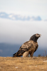Fototapeta premium Bearded vulture (Gypaetus barbatus) photographed in Spain