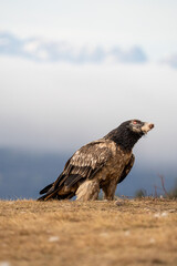 Bearded vulture (Gypaetus barbatus) photographed in Spain