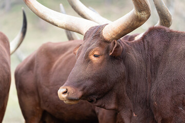 Imposing animal with impressive horns.