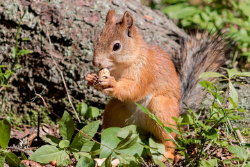 A wild young forest squirrel feeds on a peanut.
