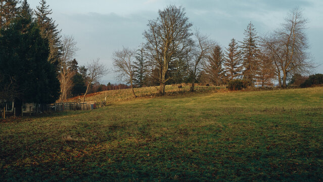 autumn landscape with trees