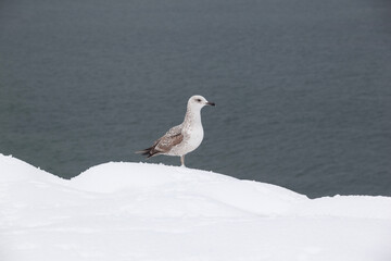 snow and seagull image