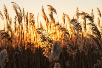 Grass against the sunset background.