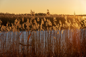 Grass against the sunset background. Lake Seksty. Landscape of Masuria in Poland.