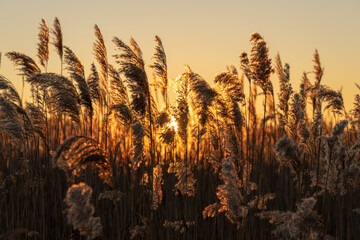 Lake grasses against the setting sun.