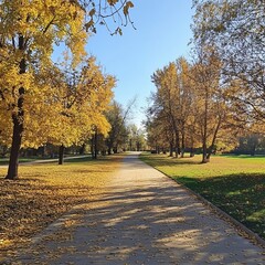 Fototapeta premium Autumn path in park, golden leaves, sunny day, nature walk