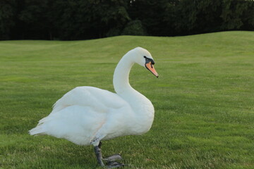 white swan on the lake
