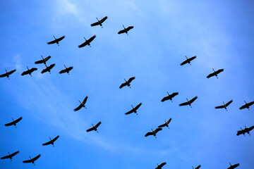 Detalle de grullas volando en grupo