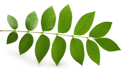 Sassafras albidum branch with distinct three lobed green leaves, isolated on a white background, creating a perfect subject for nature and biology projects