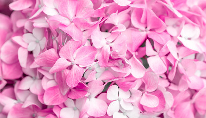 Fototapeta premium Pink flowers close up. Bouquet of purple flowers. City flower beds, a beautiful and well-groomed garden with flowering bushes.