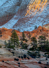 Zion East Winter