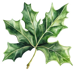 Fototapeta premium PNG Holly leaf illustration watercolor holly.