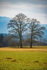 two bare trees in an autumn field in Austria