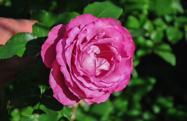 pink rose in the garden on a sunny day close up