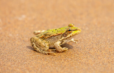 The frog sits on the sand on the shore of the lake. Beautiful wildlife landscape with place for text. The concept of protecting wildlife and ecology.