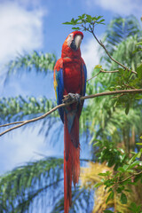 scarlet macaw parrot