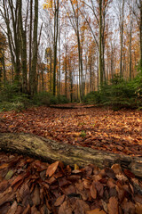 autumn in the forest