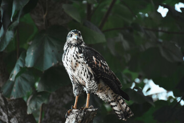 hawk on a branch