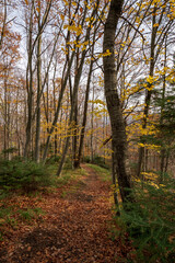 autumn in the forest