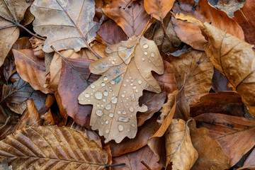 autumn leaves on the ground