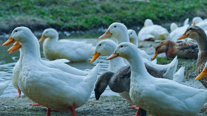Free range white ducks