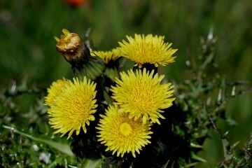 Spiny sow thistle at Falkland Islands