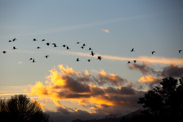Grullas volando en la puesta de sol