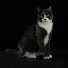 Grey and white tuxedo cat on studio black background