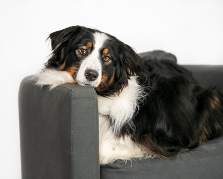 Dog resting in chair