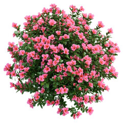 PNG Real pink flower bushes plant decoration botanical.