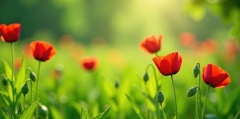 Obraz premium Delicate red poppies rise from lush green grass, colors, nature