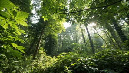 Fototapeta premium Dense foliage with sunlight filtering through leaves, natural beauty, wilderness serene