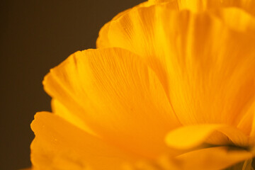 Close-up of golden yellow flower petals with soft natural texture