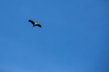 Fototapeta premium Una grulla volando sola en el cielo