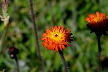 Pilossella aurantiaca plants at Falkland Islands