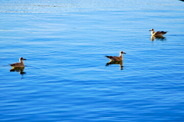 Three seagulls gracefully floating on calm blue water