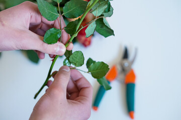 Pruning a Rose Stem for Gardening and Flower Arrangements