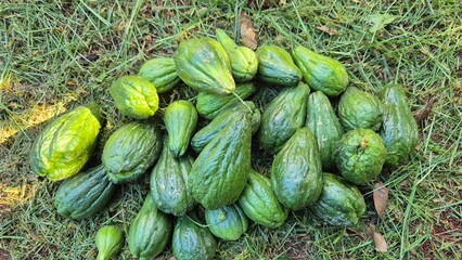 Several green chayote harvested in the backyard. Nutritious, fresh and healthy ingredient. Organic and natural food.