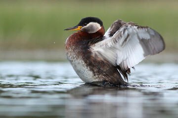 Perkoz rdzawoszyi (Podiceps grisegena), red-necked grebe  © Bartosz Rakoczy