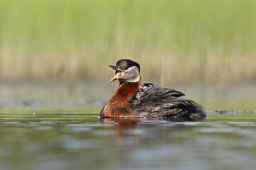 Perkoz rdzawoszyi (Podiceps grisegena), red-necked grebe  © Bartosz Rakoczy