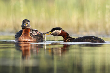 Perkoz rdzawoszyi (Podiceps grisegena), red-necked grebe  © Bartosz Rakoczy
