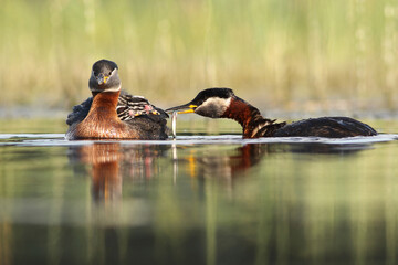 Perkoz rdzawoszyi (Podiceps grisegena), red-necked grebe  © Bartosz Rakoczy