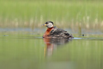 Perkoz rdzawoszyi (Podiceps grisegena), red-necked grebe  © Bartosz Rakoczy