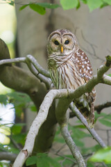 Barred owl on tree branch
